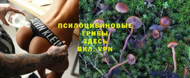 Галлюциногенные грибы Psilocybine cubensis  кракен ссылки  Нестеровская  хочу  